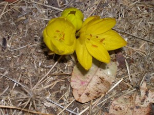 sternbergia