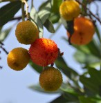 Arbutus unedo