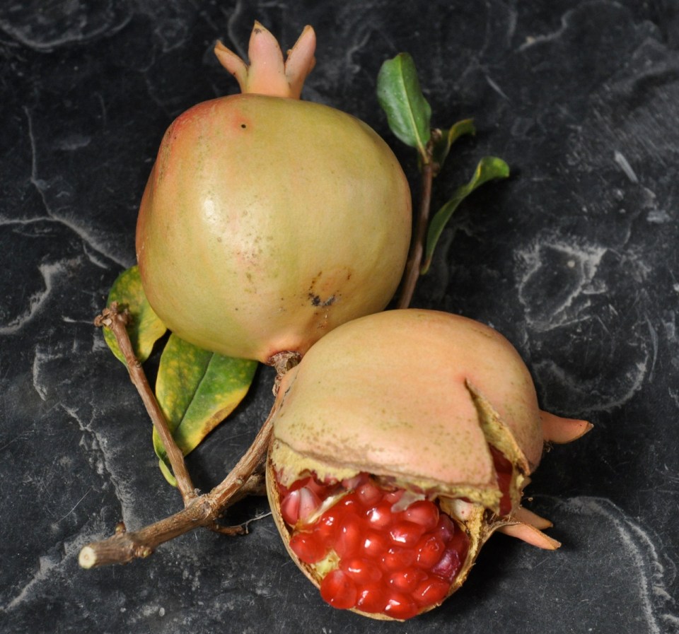 Pomegranate still life