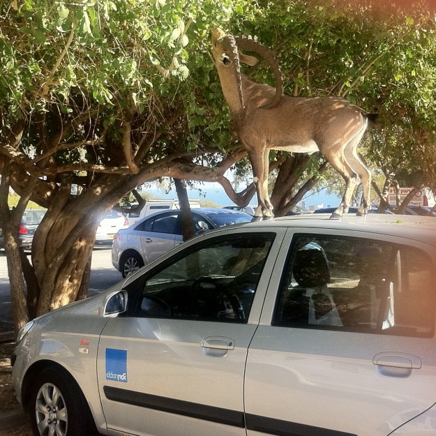 Ibex at Ein Gedi on car roof