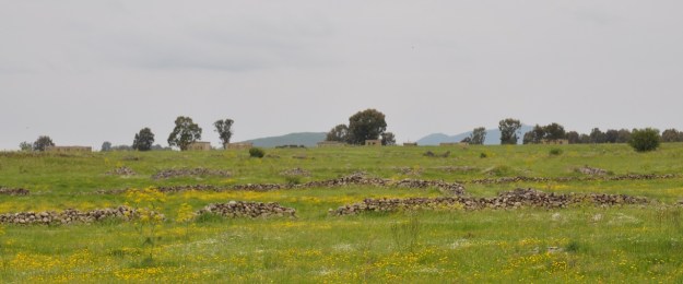 Golan landscape