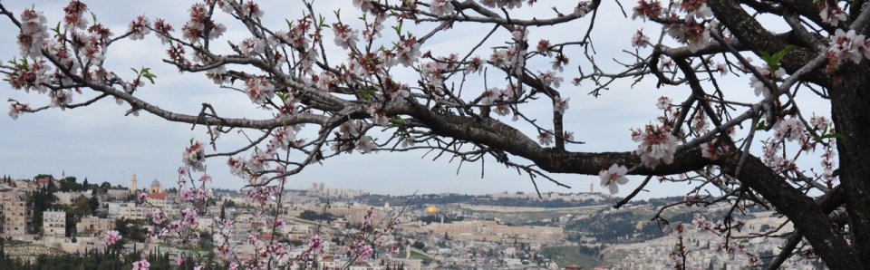 Almond Blossom Jerusalem