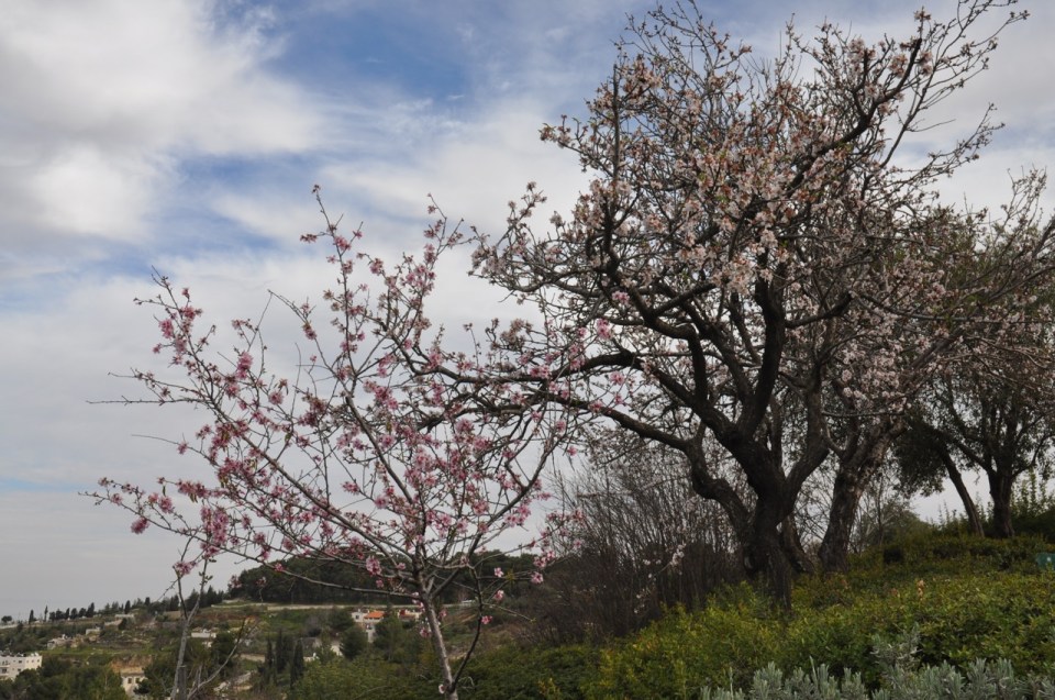 Almond trees