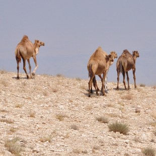 Camels