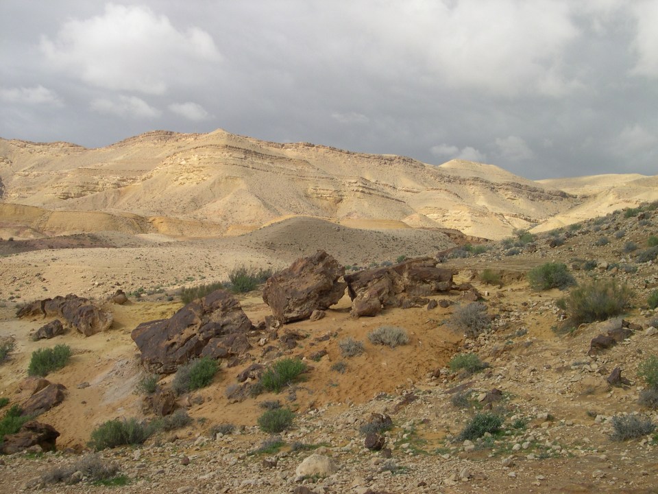 Petrified tree, Large Makhtesh