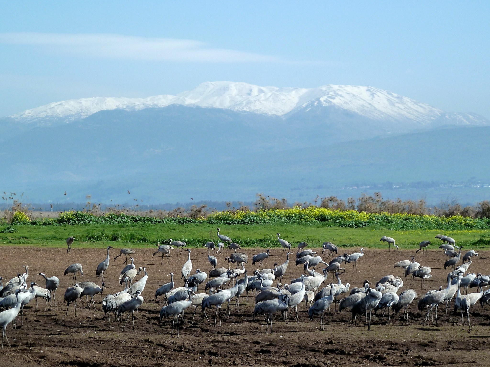 Cranes at Agam HaHula