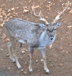 Fallow deer