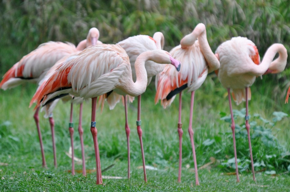 Flamingos
