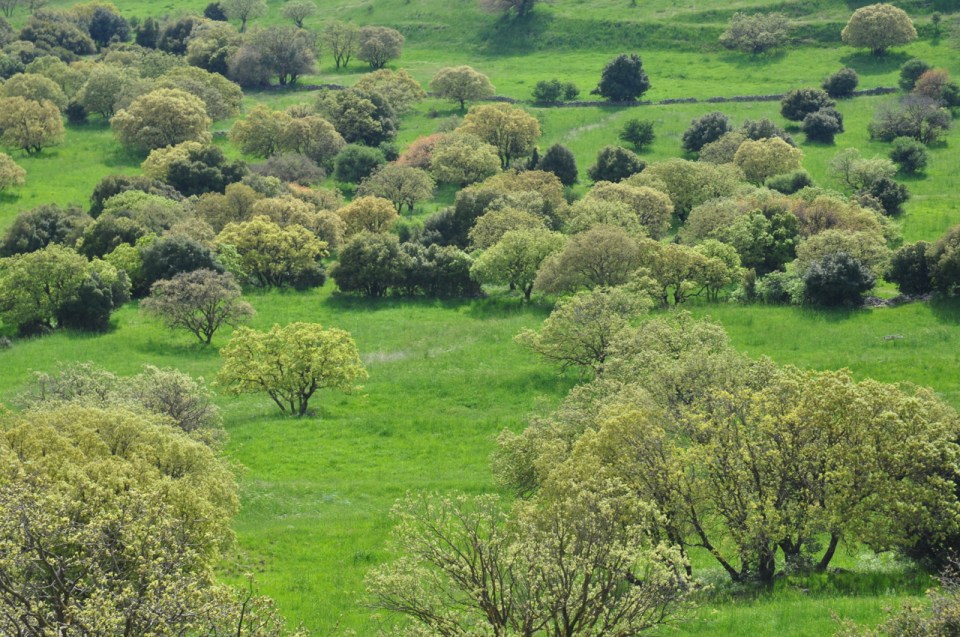 Trees on Golan