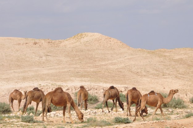 Camels