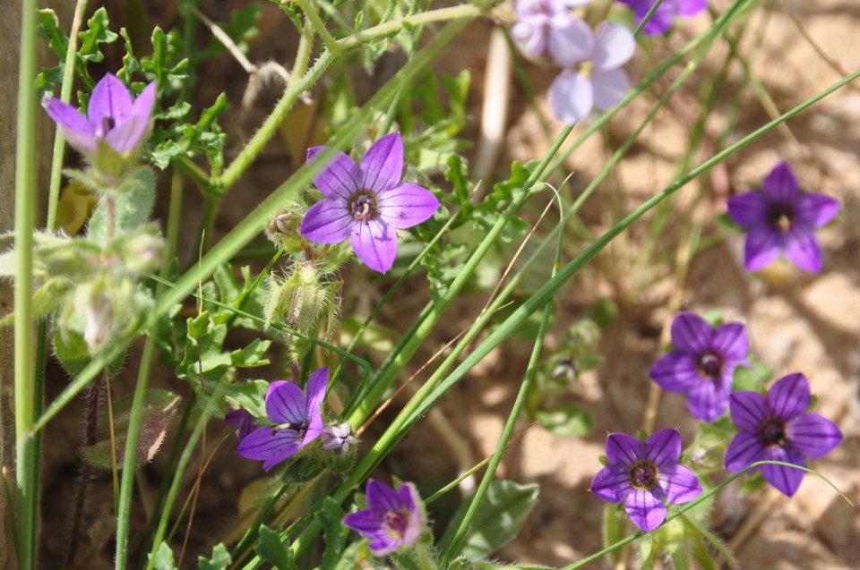 Campanula hierosolymito-פעמונית ירושלים
