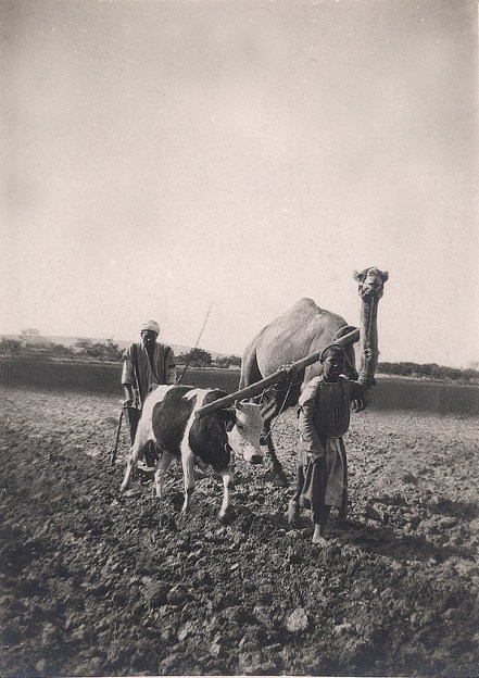 Ploughing w camel and ox