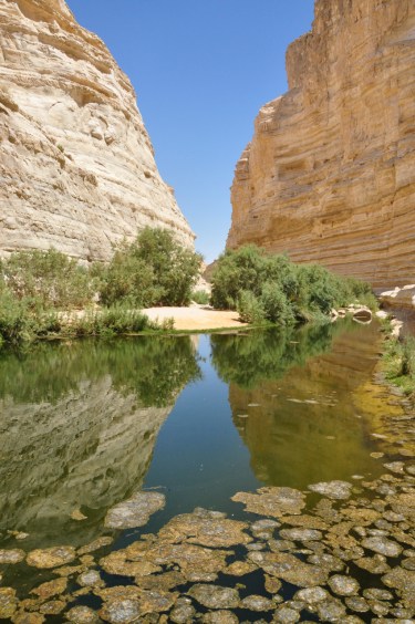 Ein Avdat reflection vert