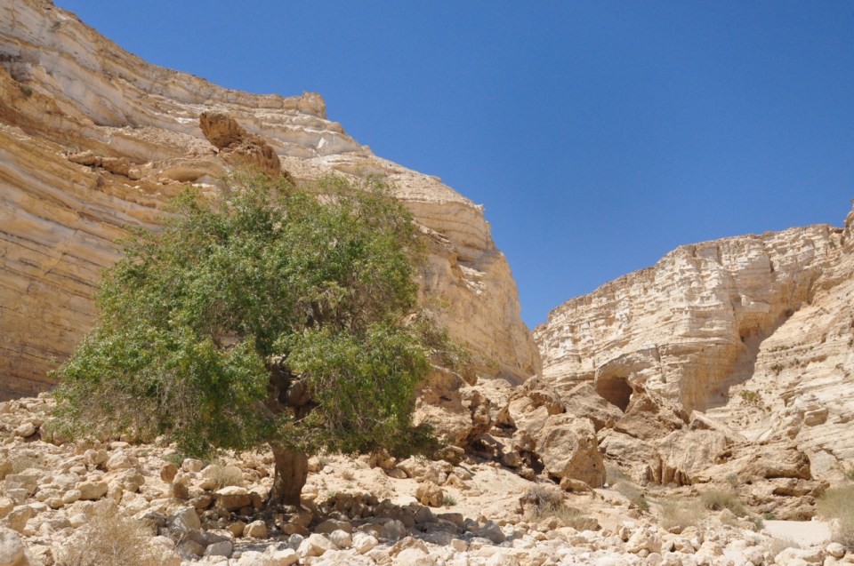 Terebinth Ein Avdat horz