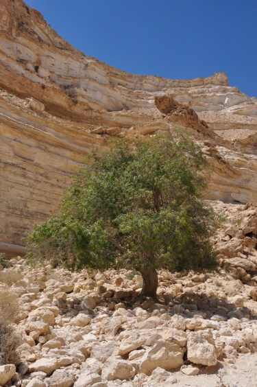 Terebinth Ein Avdat vert
