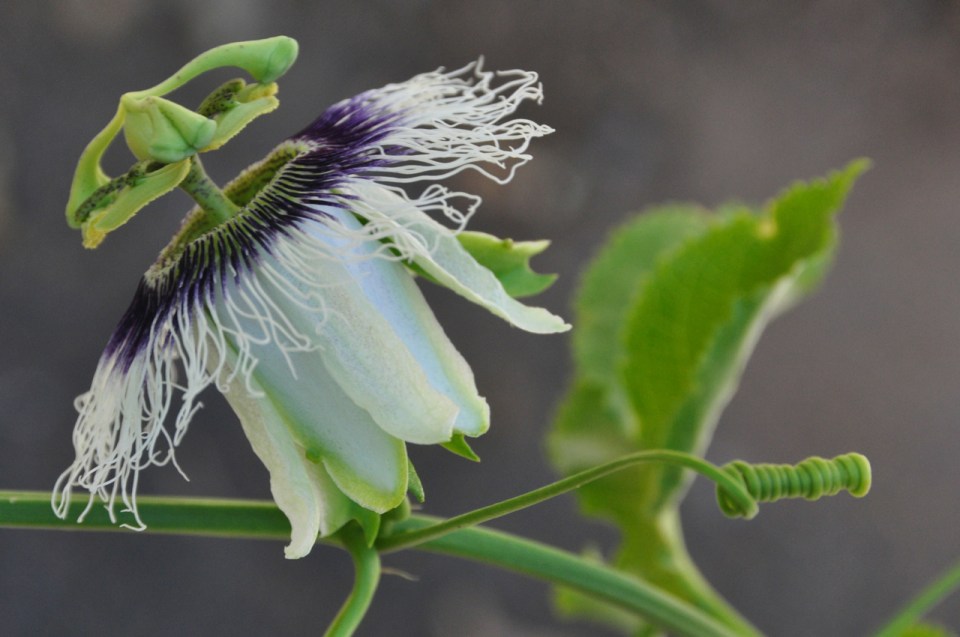 Passion flower side