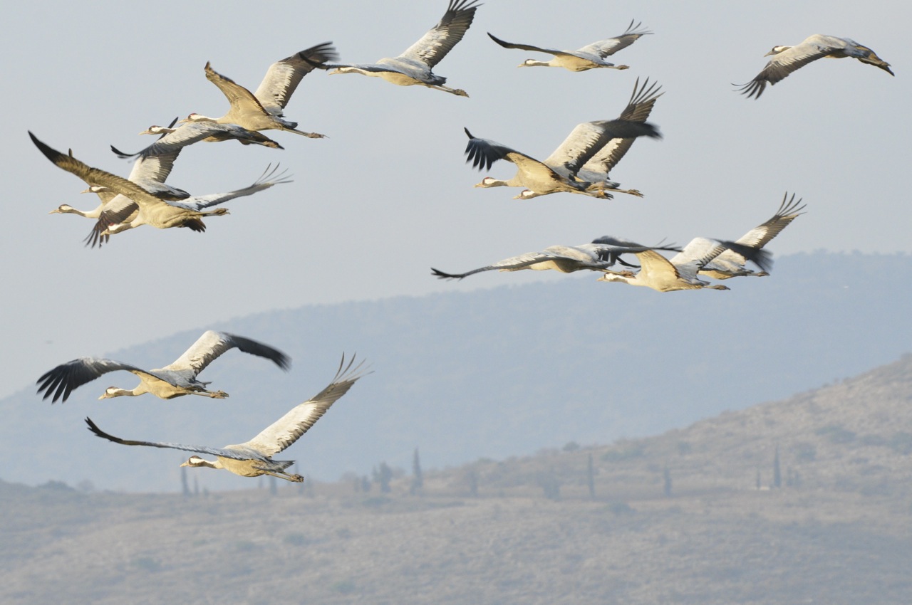 Cranes in flight