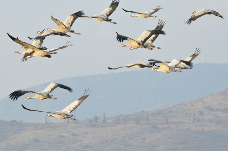 Cranes in flight