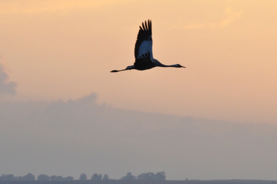Lone crane