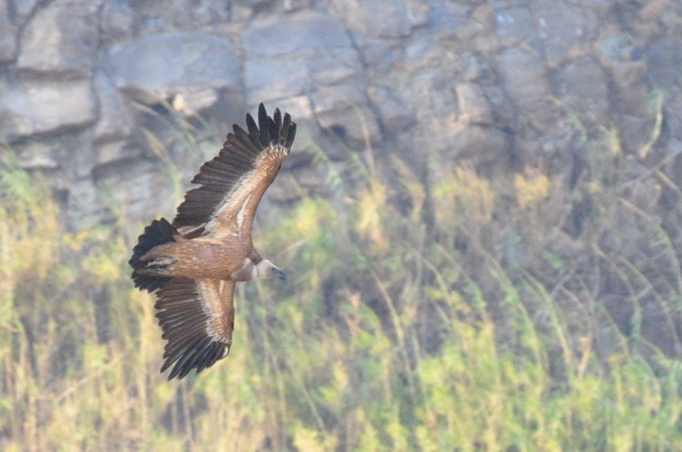 Griffon vulture, Gamla