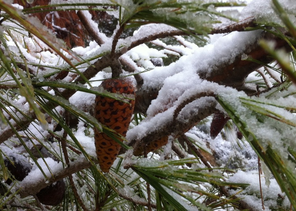 Pine in snow