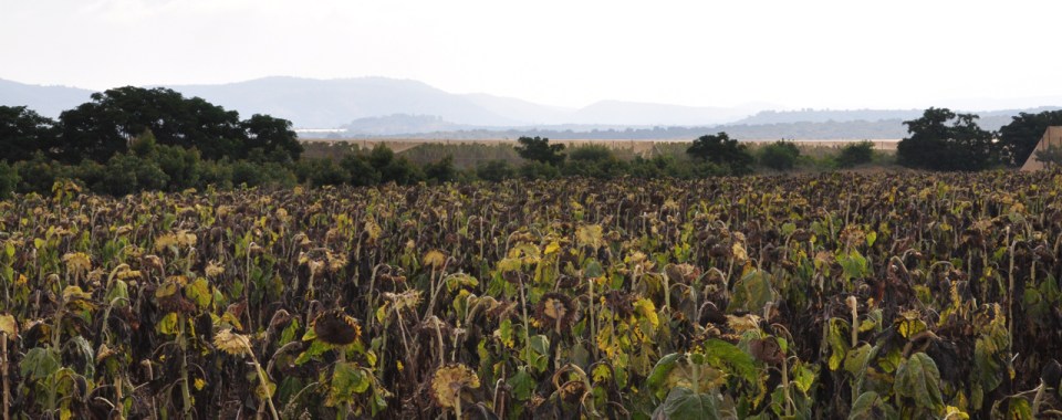Sunflowers on Yam l'yam