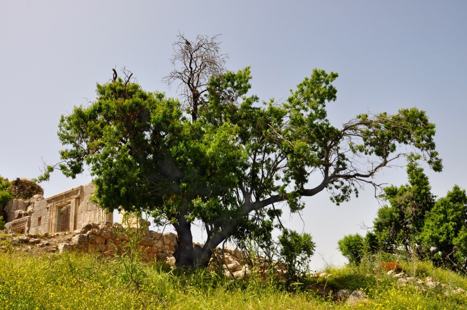 Meron synagogue April