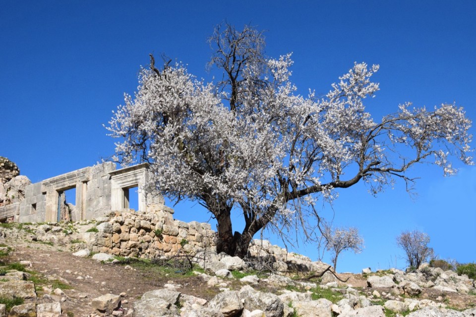 Meron synagogue February almond blossoms