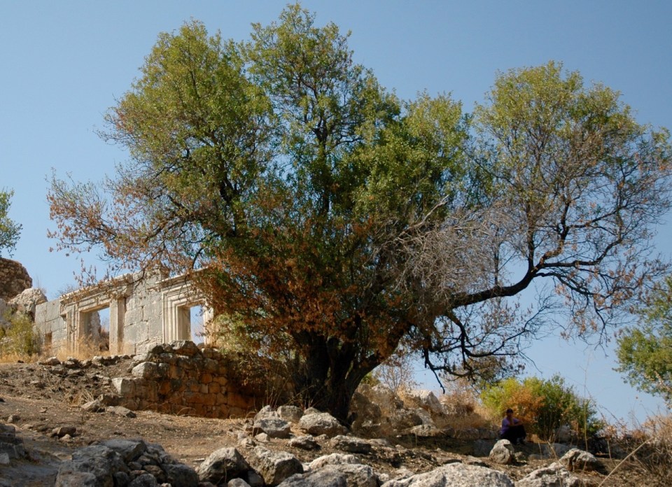 Meron synagogue September