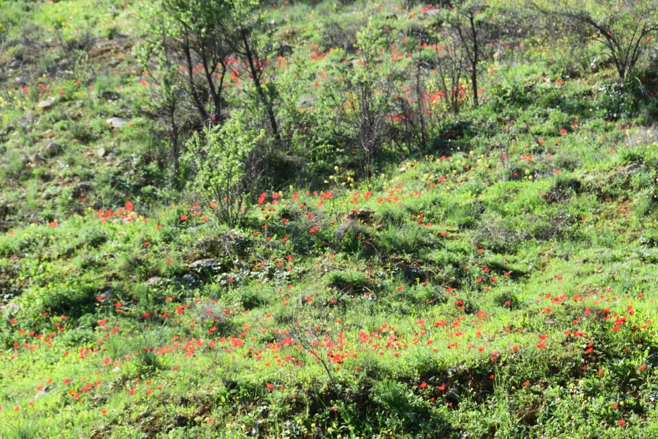 Anemones at Lifta