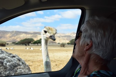 ostrich